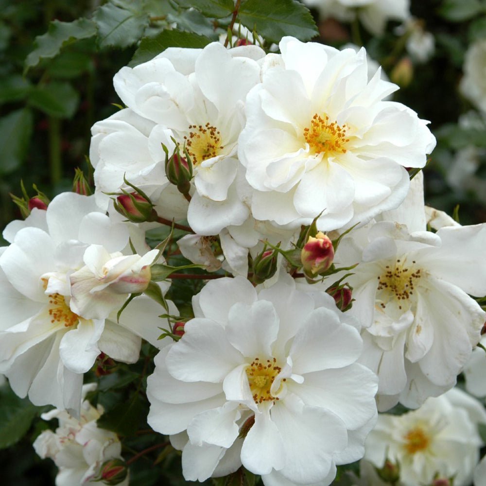 Trandafir Tufa alb Diamant, inflorire repetata