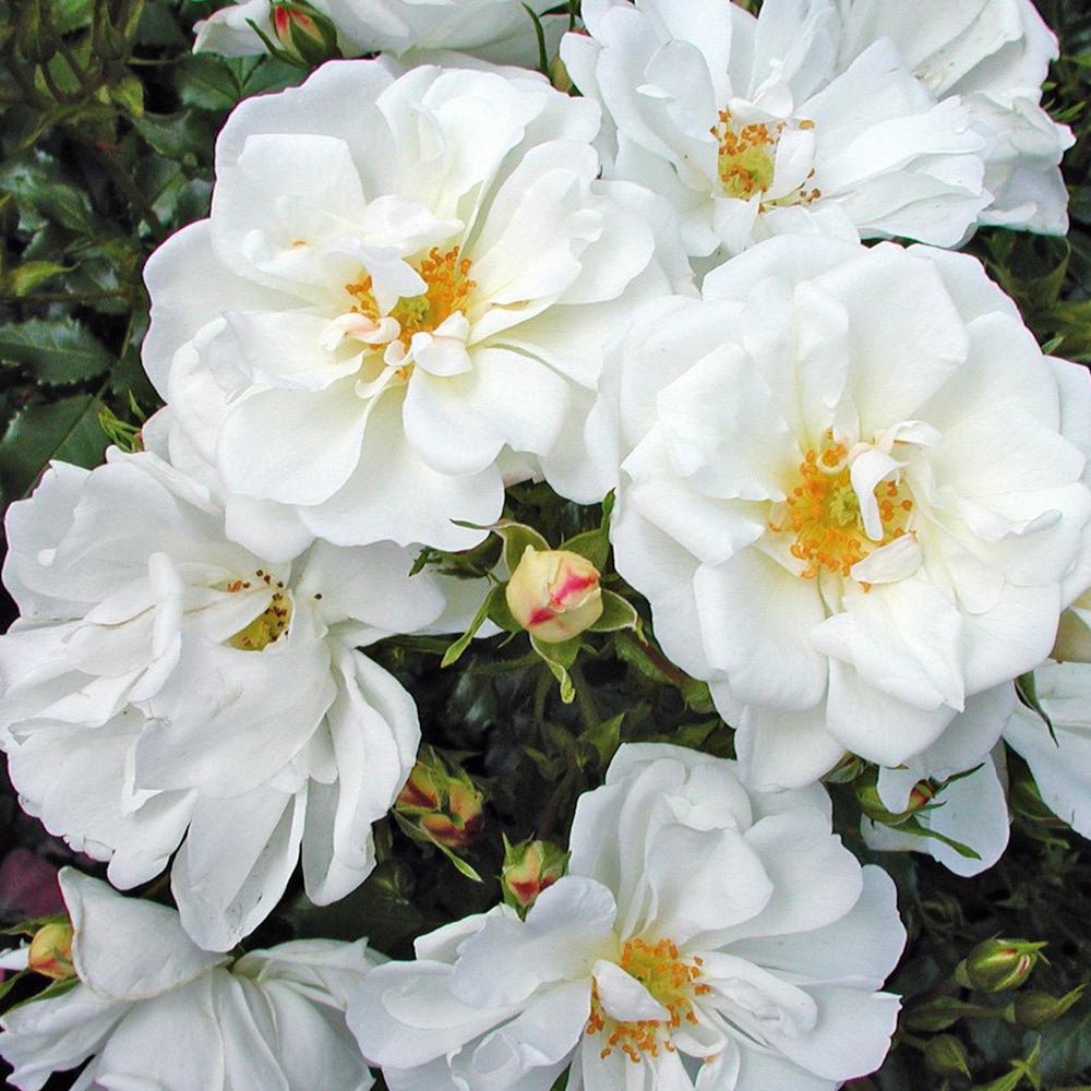 Trandafir Tufa alb Diamant, inflorire repetata