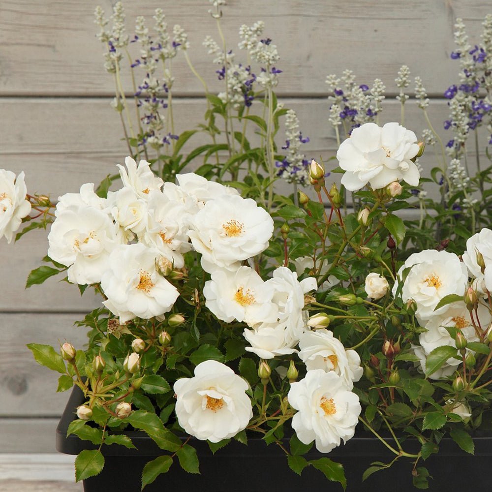 Trandafir Tufa alb Diamant, inflorire repetata