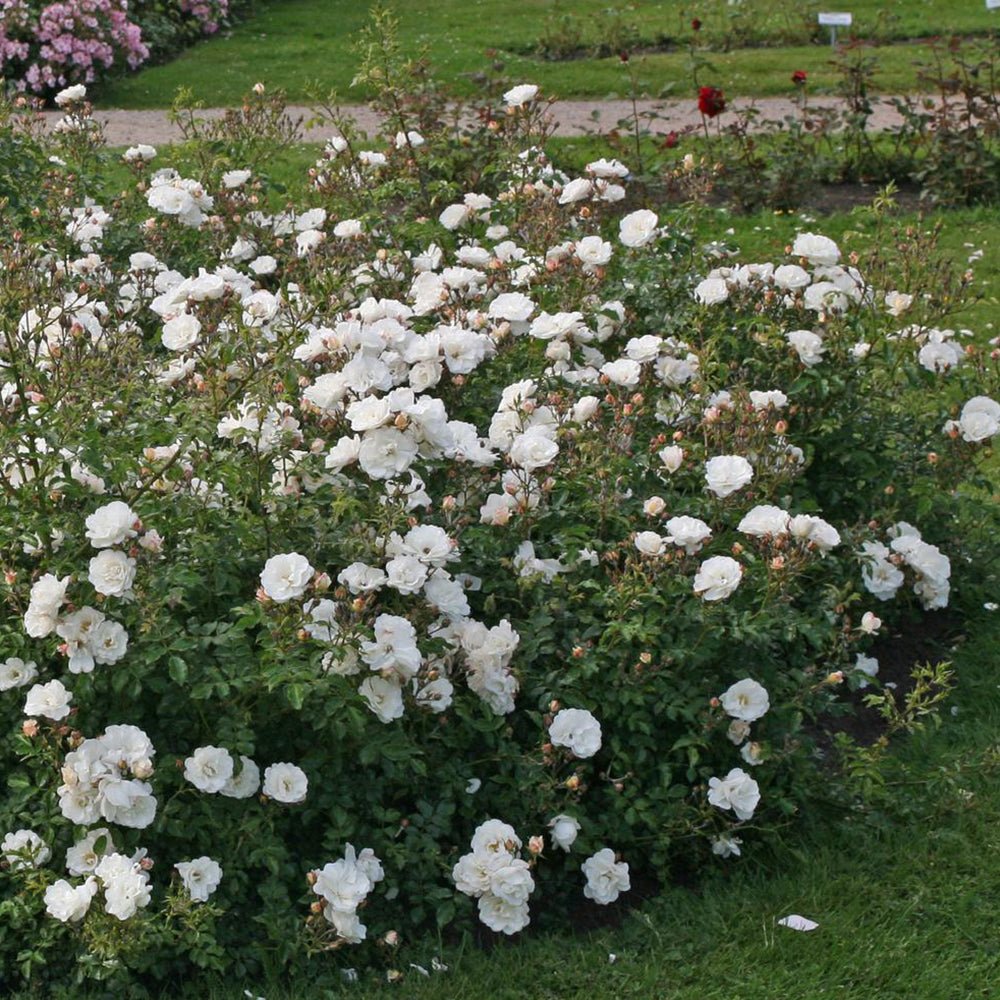 Trandafir Tufa alb Diamant, inflorire repetata