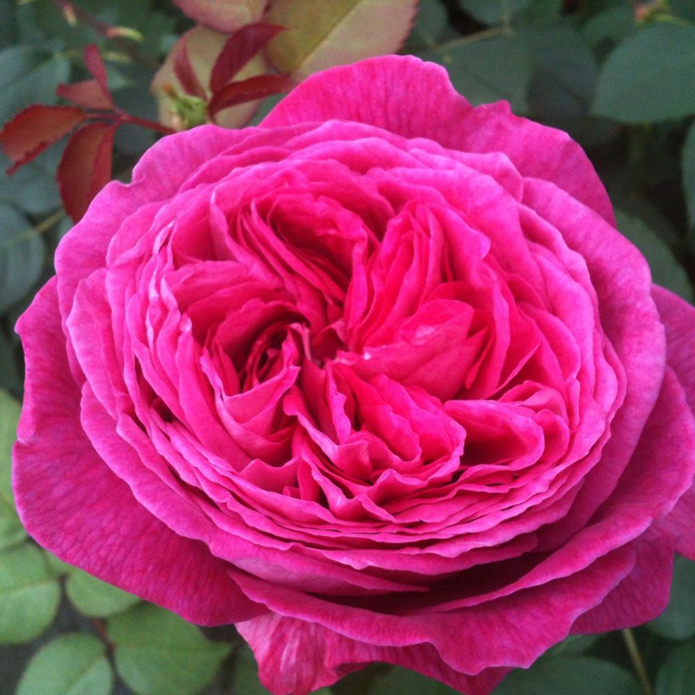 Trandafir Tufa roz-violet Freifrau Caroline, parfum intens