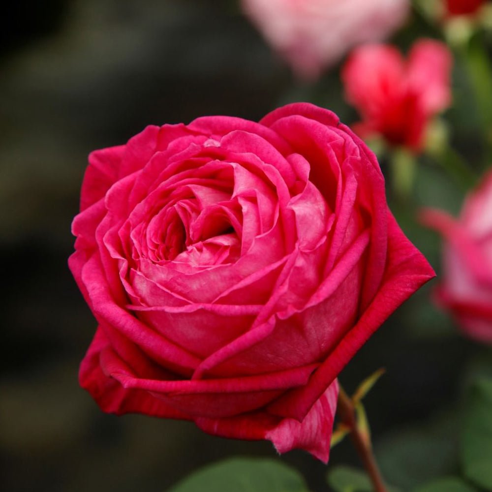 Trandafir Tufa roz-violet Freifrau Caroline, parfum intens