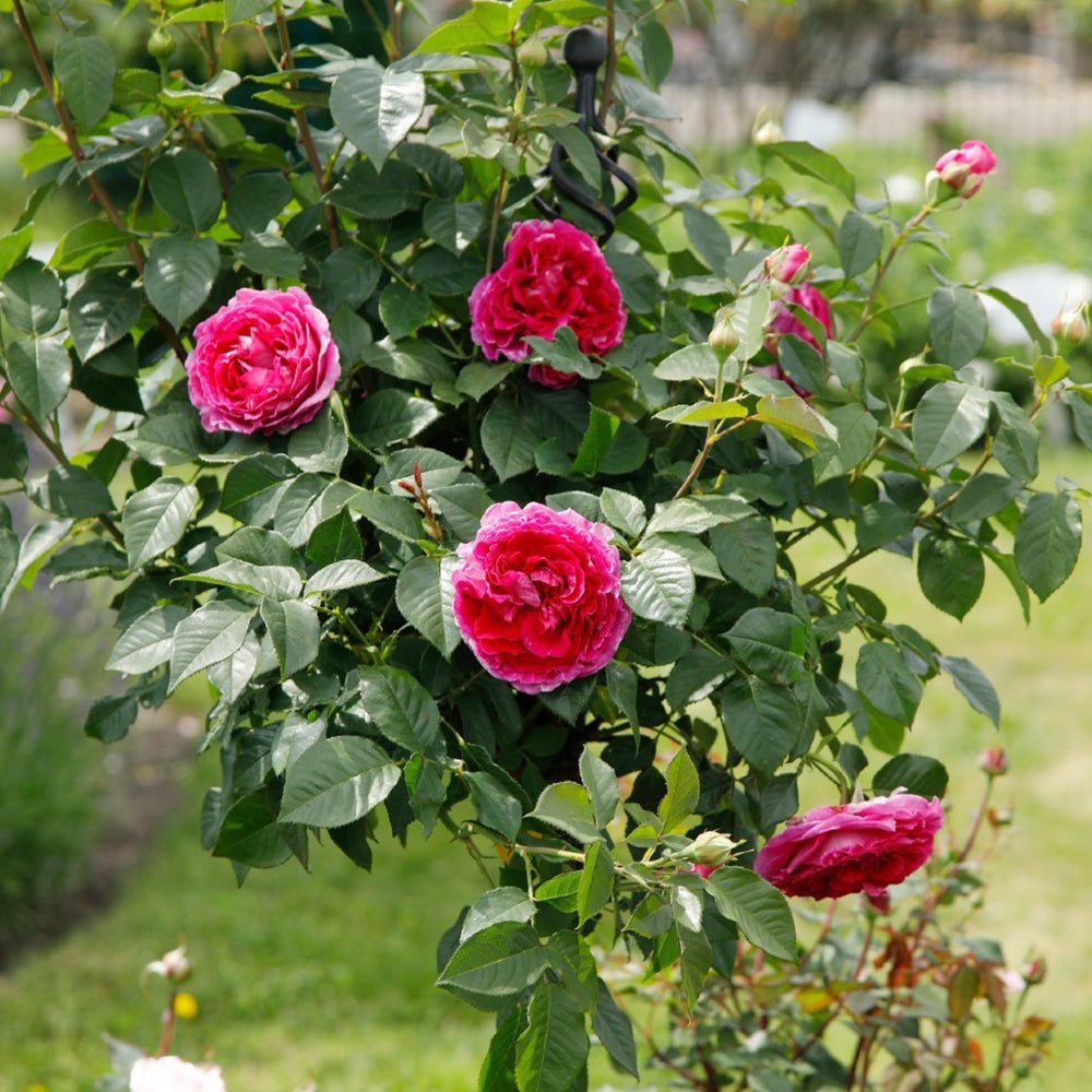 Trandafir Tufa roz-violet Freifrau Caroline, parfum intens