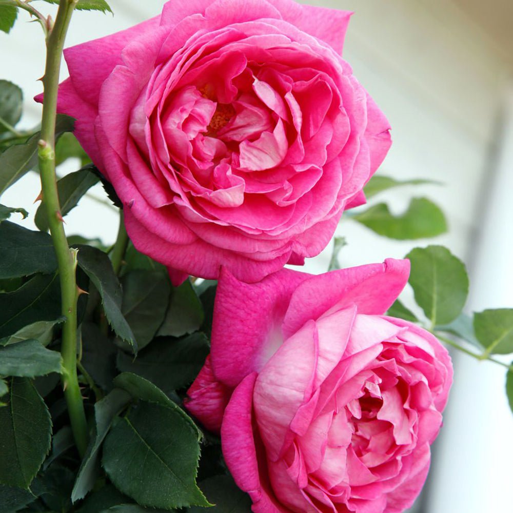 Trandafir Tufa roz-violet Freifrau Caroline, parfum intens