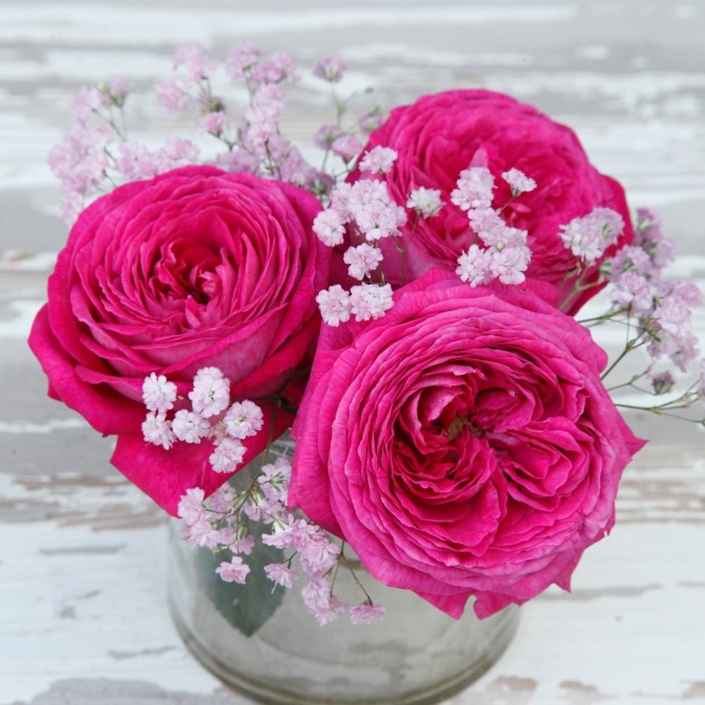 Trandafir Tufa roz-violet Freifrau Caroline, parfum intens