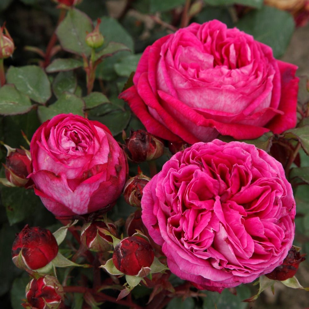 Trandafir Tufa roz-violet Freifrau Caroline, parfum intens