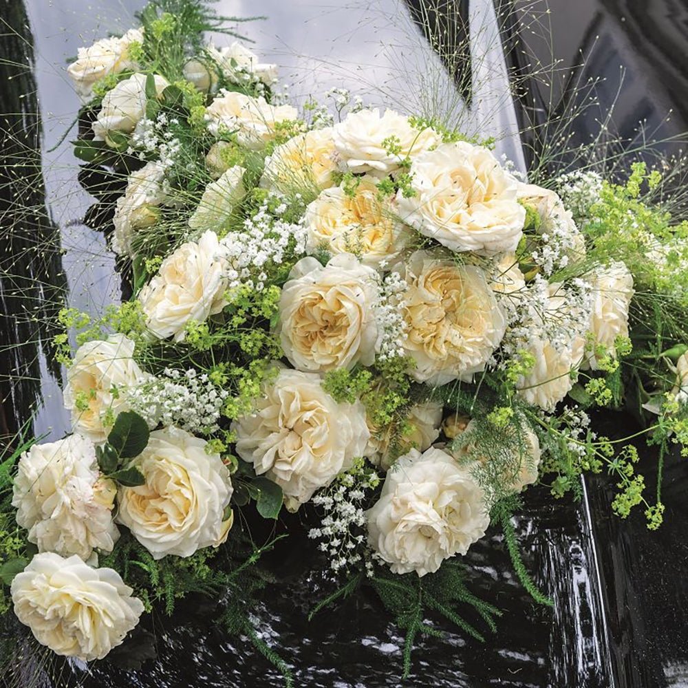 Trandafir Tufa alb-cais Friedenslicht, inflorire repetata