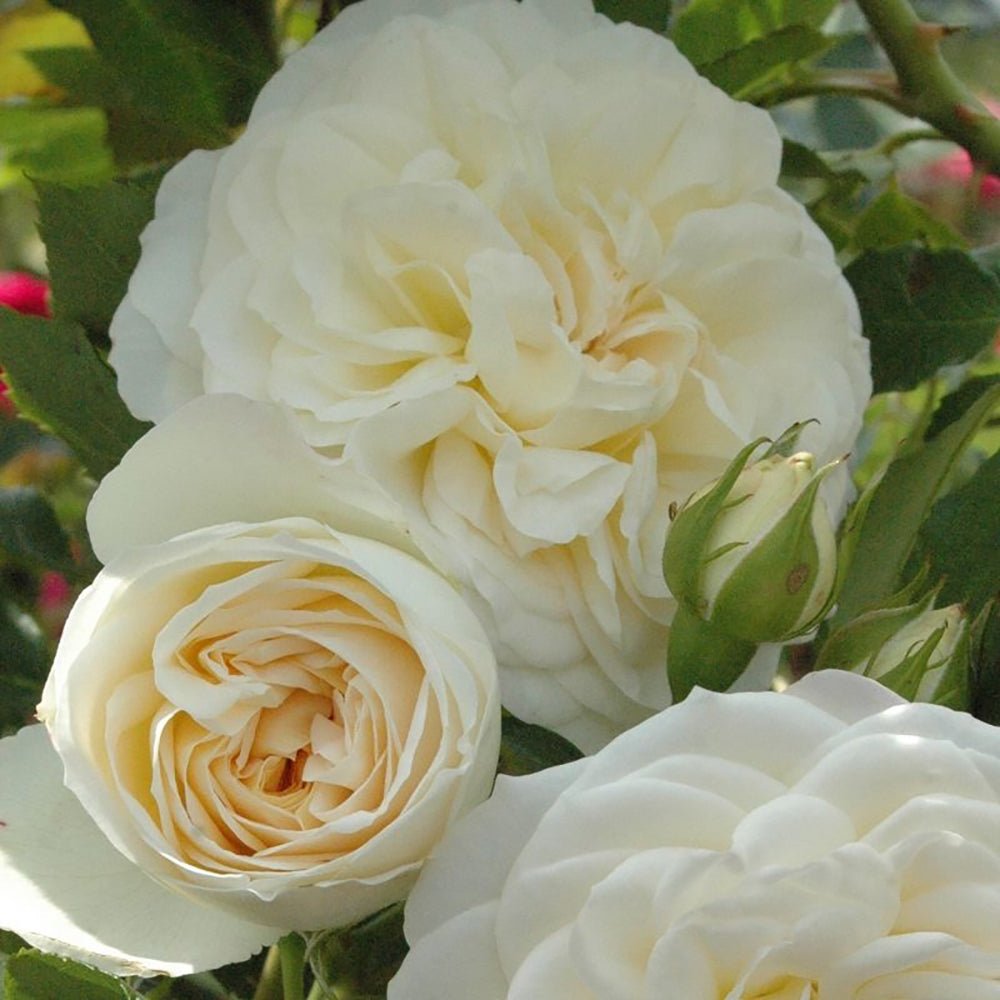 Trandafir Tufa Friedenslicht - VERDENA-livrat in ghiveci plant-o-fix de 2L