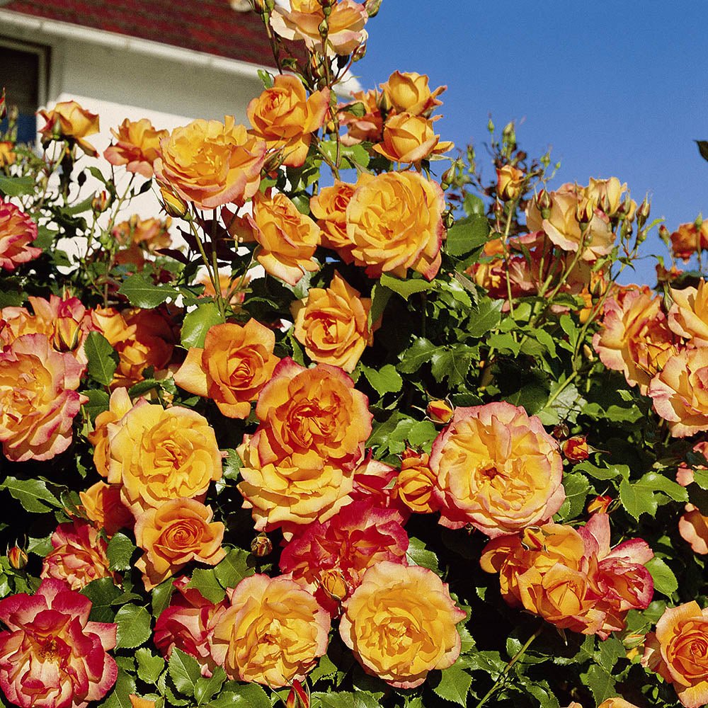 Trandafir Tufa galben-auriu-bronz Sahara, inflorire repetata