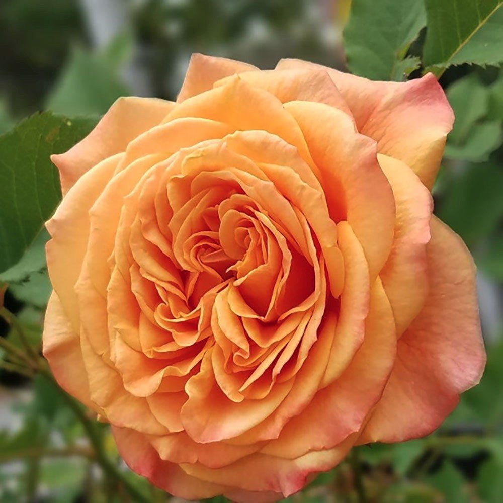 Trandafir Tufa galben-auriu-bronz Sahara, inflorire repetata