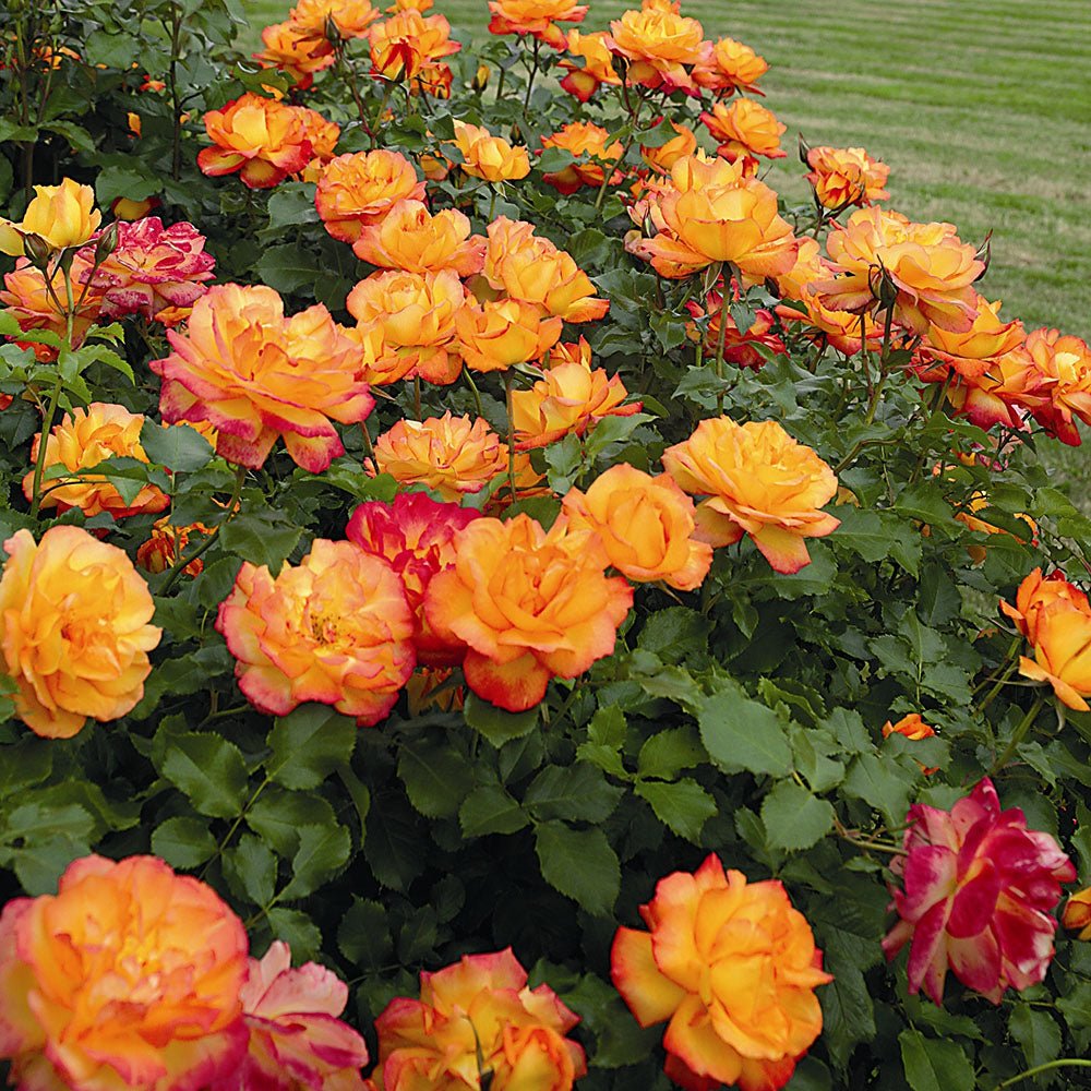 Trandafir Tufa galben-auriu-bronz Sahara, inflorire repetata