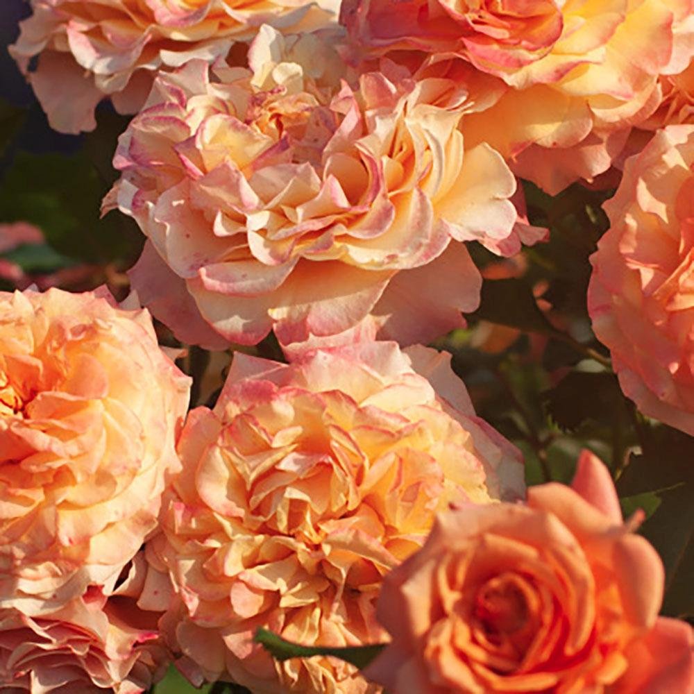 Trandafir Tufa galben-auriu-bronz Sahara, inflorire repetata