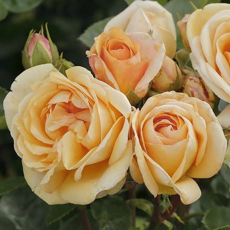 Trandafir Tufa galben-auriu Circle of Life, parfum intens - VERDENA-livrat in ghiveci plant-o-fix de 2 l