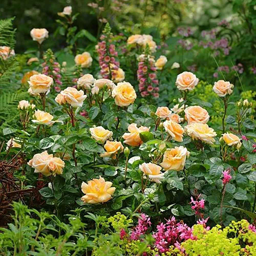 Trandafir Tufa galben-auriu Circle of Life, parfum intens