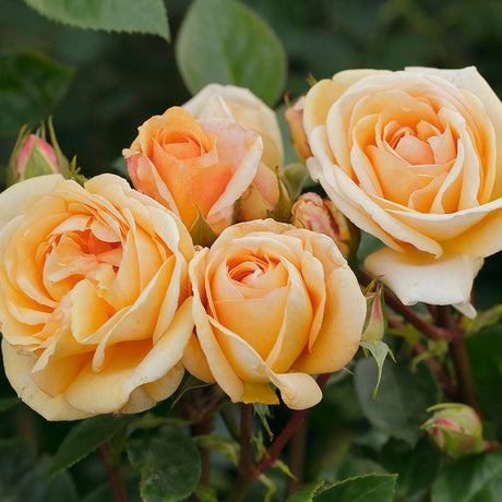 Trandafir Tufa galben-auriu Circle of Life, parfum intens - VERDENA-livrat in ghiveci plant-o-fix de 2 l