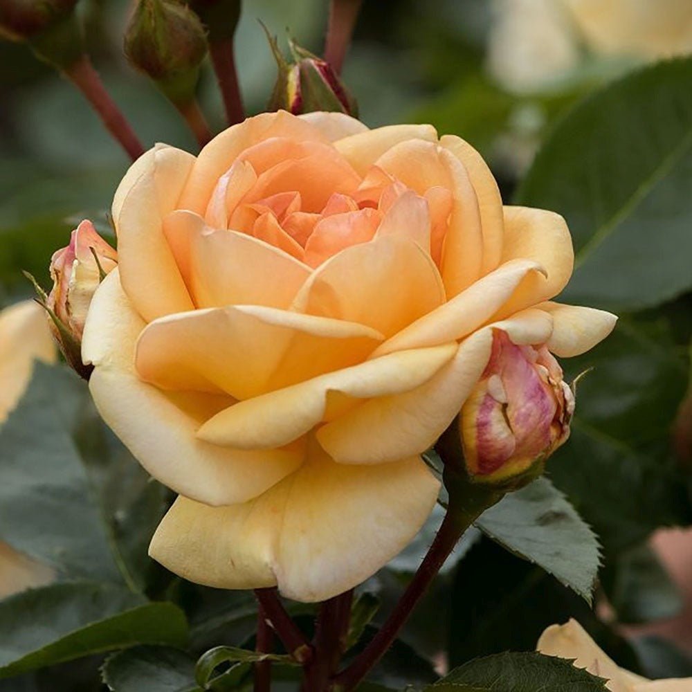 Trandafir Tufa galben-auriu Circle of Life, parfum intens