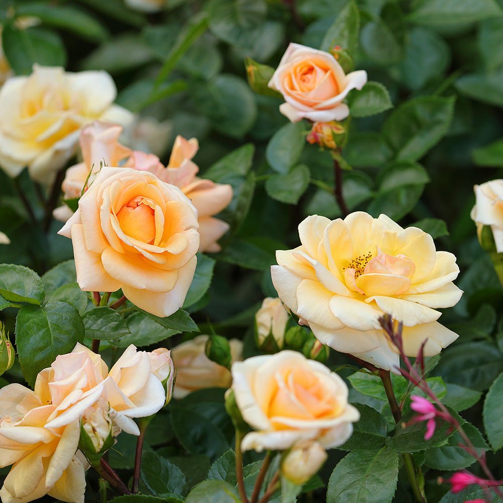 Trandafir Tufa galben-auriu Circle of Life, parfum intens