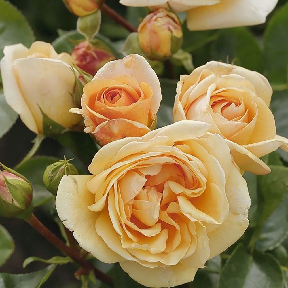 Trandafir Tufa galben-auriu Circle of Life, parfum intens