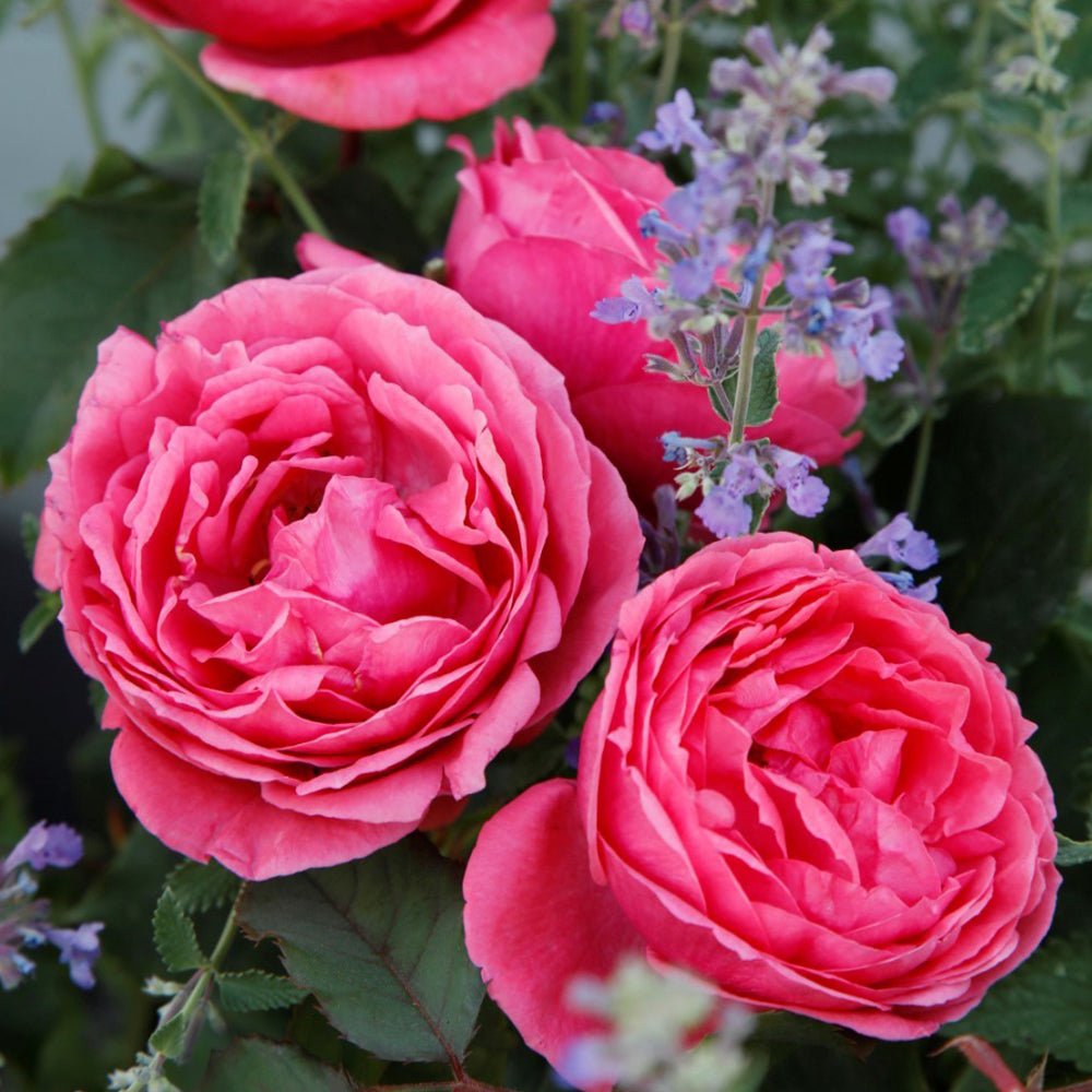 Trandafir Tufa roz-rosiatic Gartenprinzessin Marie-Jose, parfum intens