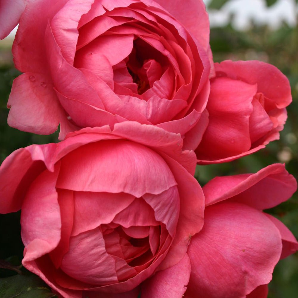 Trandafir Tufa roz-rosiatic Gartenprinzessin Marie-Jose, parfum intens