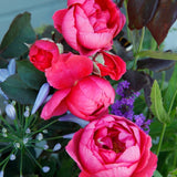 Trandafir Tufa Gartenprinzessin Marie-Jose - VERDENA-livrat in ghiveci plant-o-fix de 2L