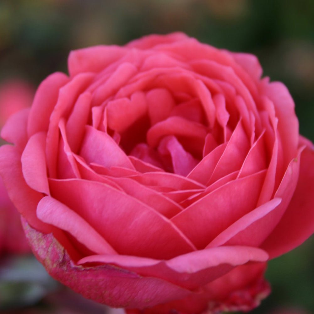 Trandafir Tufa roz-rosiatic Gartenprinzessin Marie-Jose, parfum intens