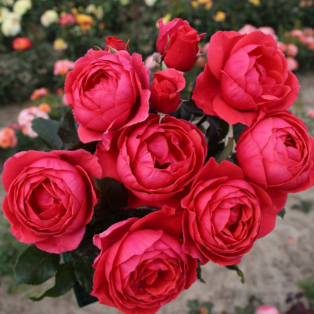 Trandafir Tufa Gartenprinzessin Marie-Jose - VERDENA-livrat in ghiveci plant-o-fix de 2L