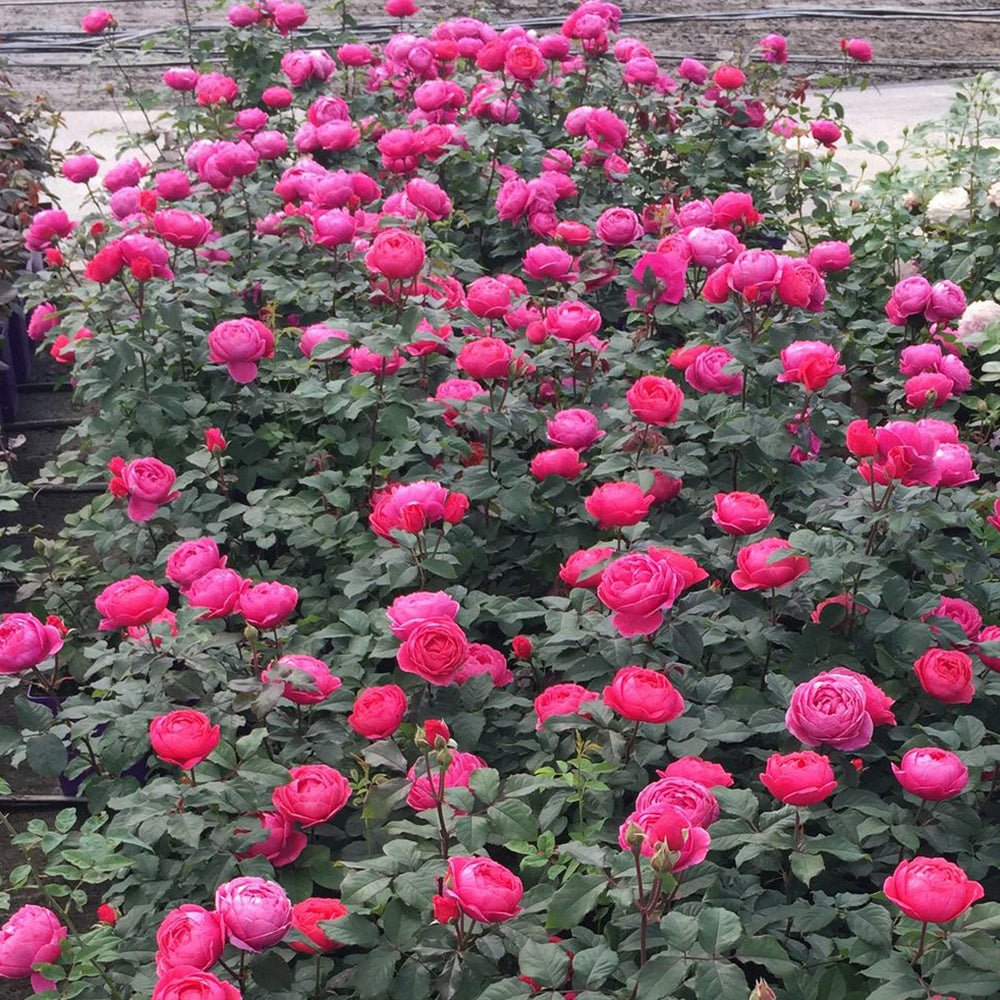 Trandafir Tufa roz-rosiatic Gartenprinzessin Marie-Jose, parfum intens