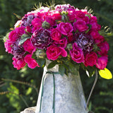 Trandafir Tufa Gartnerfreude - VERDENA-livrat in ghiveci plant-o-fix de 2L
