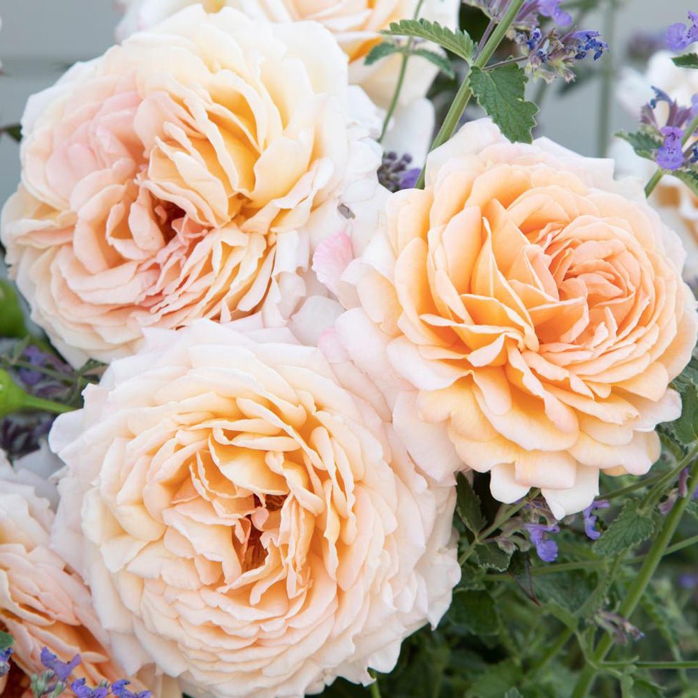 Trandafir Tufa roz-cais Grossherzogin Luise, parfum intens