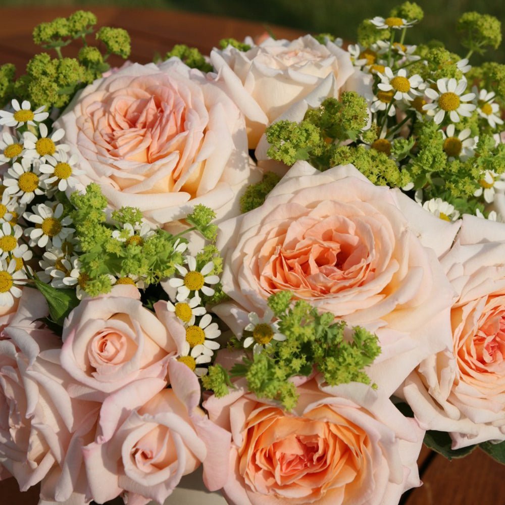 Trandafir Tufa roz-cais Grossherzogin Luise, parfum intens