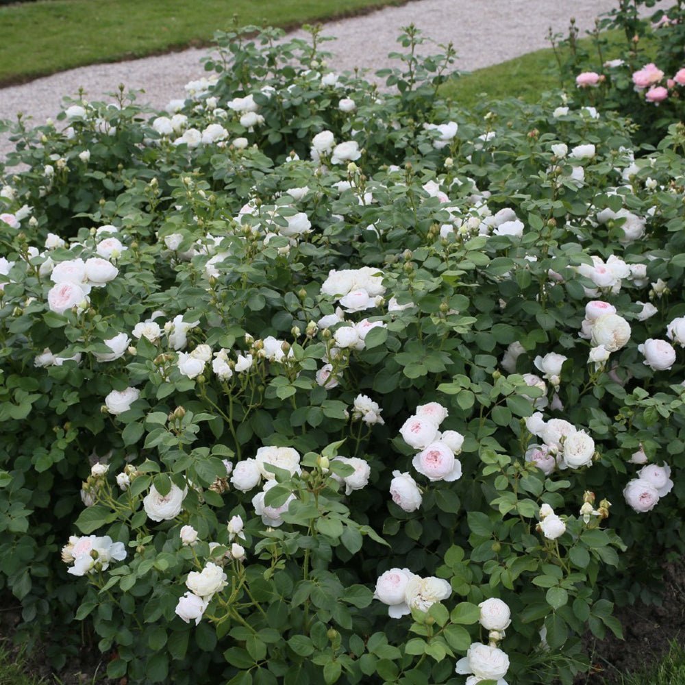 Trandafir Tufa roz Herzogin Christiana, parfum intens