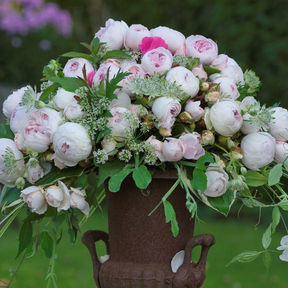 Trandafir Tufa roz Herzogin Christiana, parfum intens