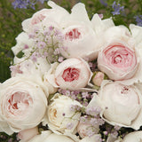 Trandafir Tufa Herzogin Christiana - VERDENA-livrat in ghiveci plant-o-fix de 2L