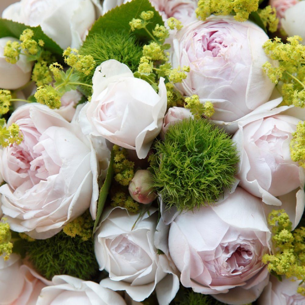 Trandafir Tufa roz Herzogin Christiana, parfum intens