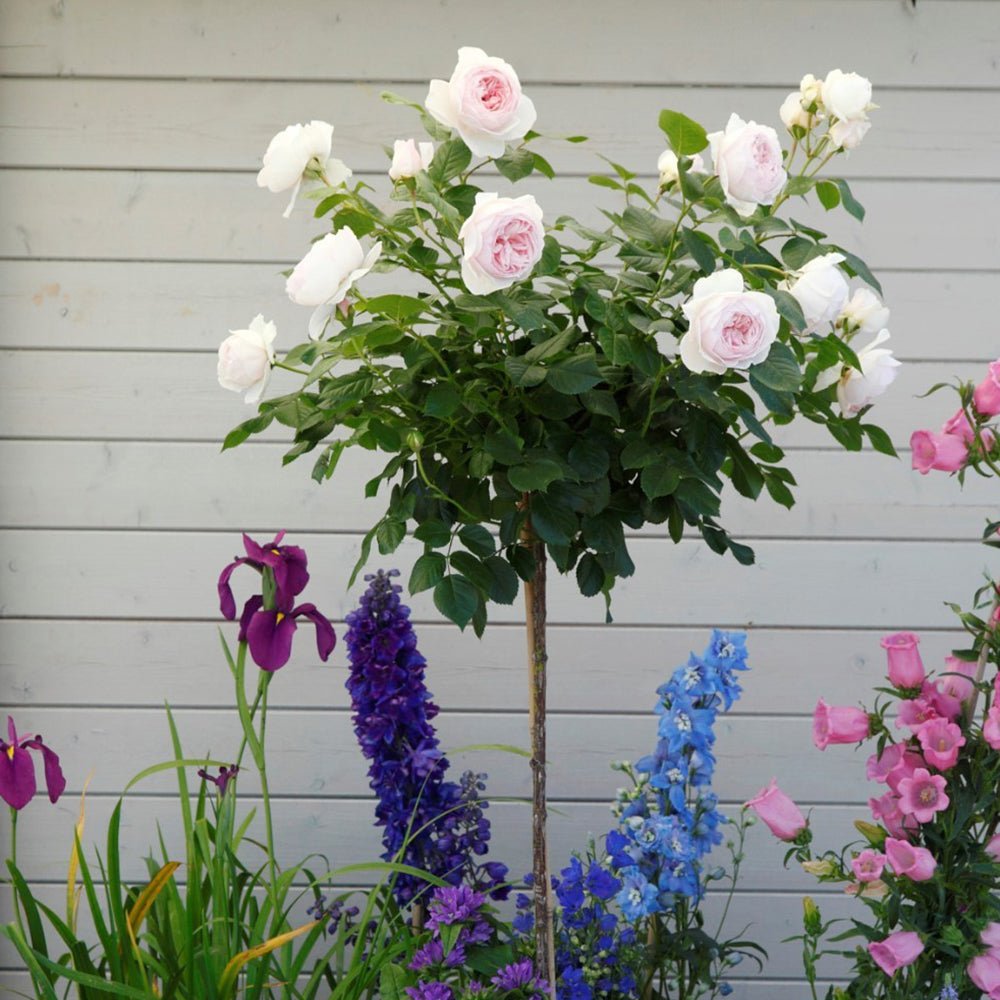 Trandafir Tufa roz Herzogin Christiana, parfum intens