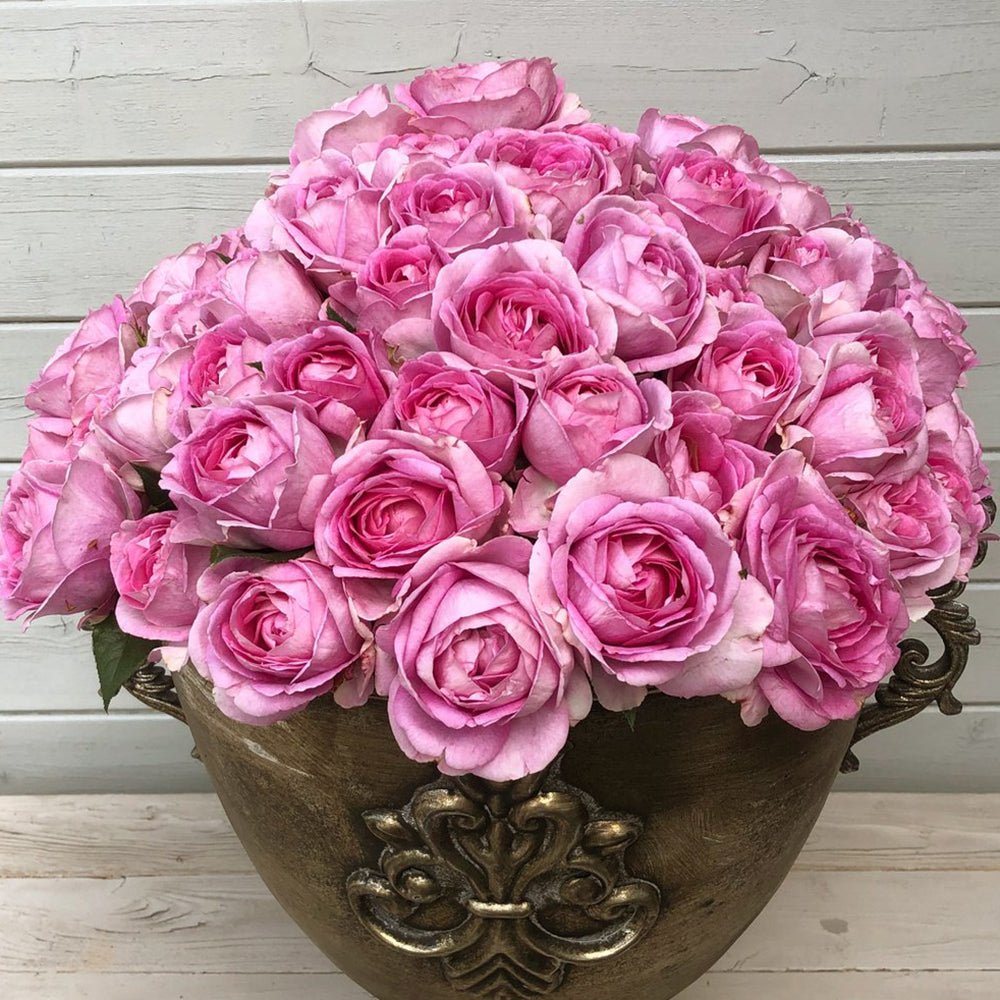 Trandafir Tufa roz-portelan Koenigin Marie, parfum intens