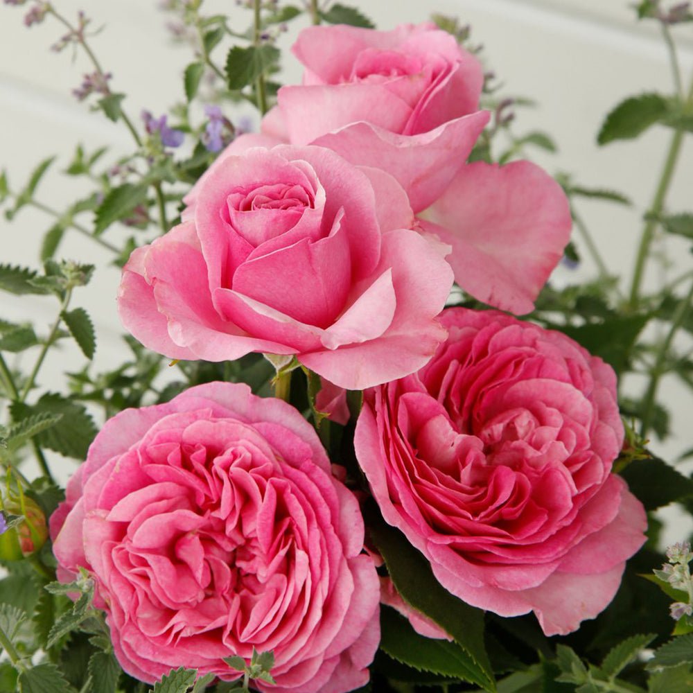 Trandafir Tufa roz-portelan Koenigin Marie, parfum intens