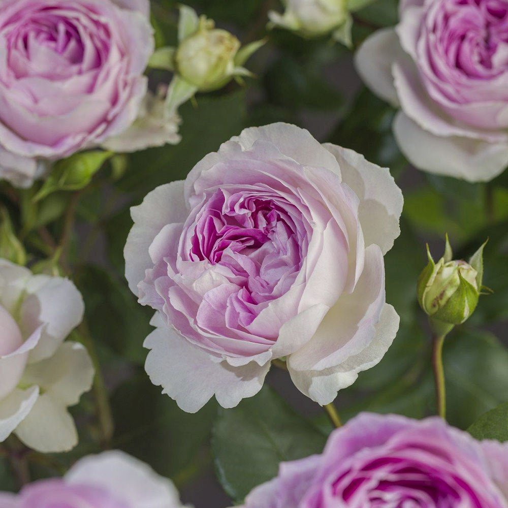 Trandafir Tufa liliachiu-albastru Saphir, parfum intens