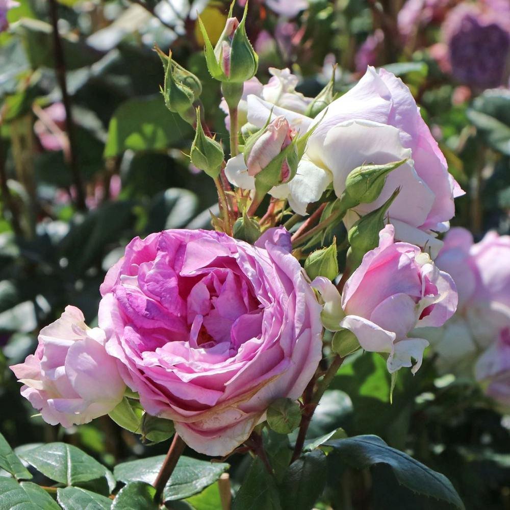 Trandafir Tufa liliachiu-albastru Saphir, parfum intens