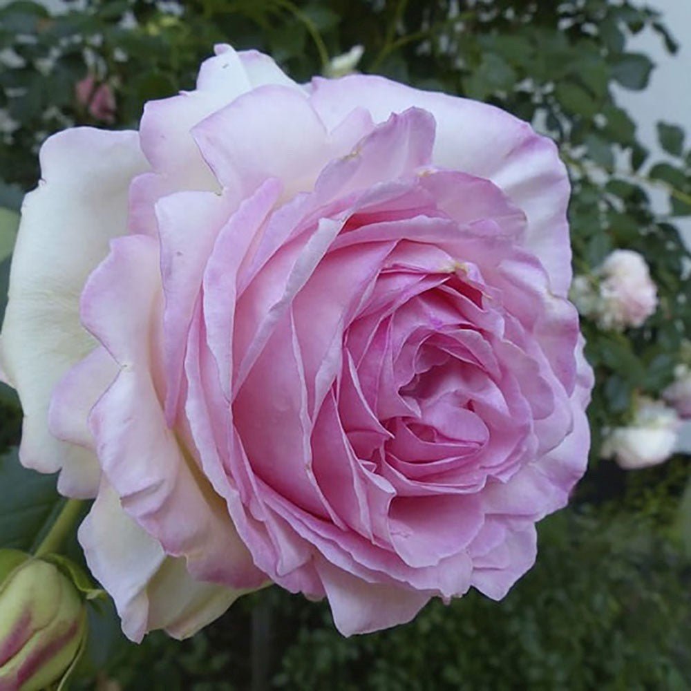 Trandafir Tufa liliachiu-albastru Saphir, parfum intens