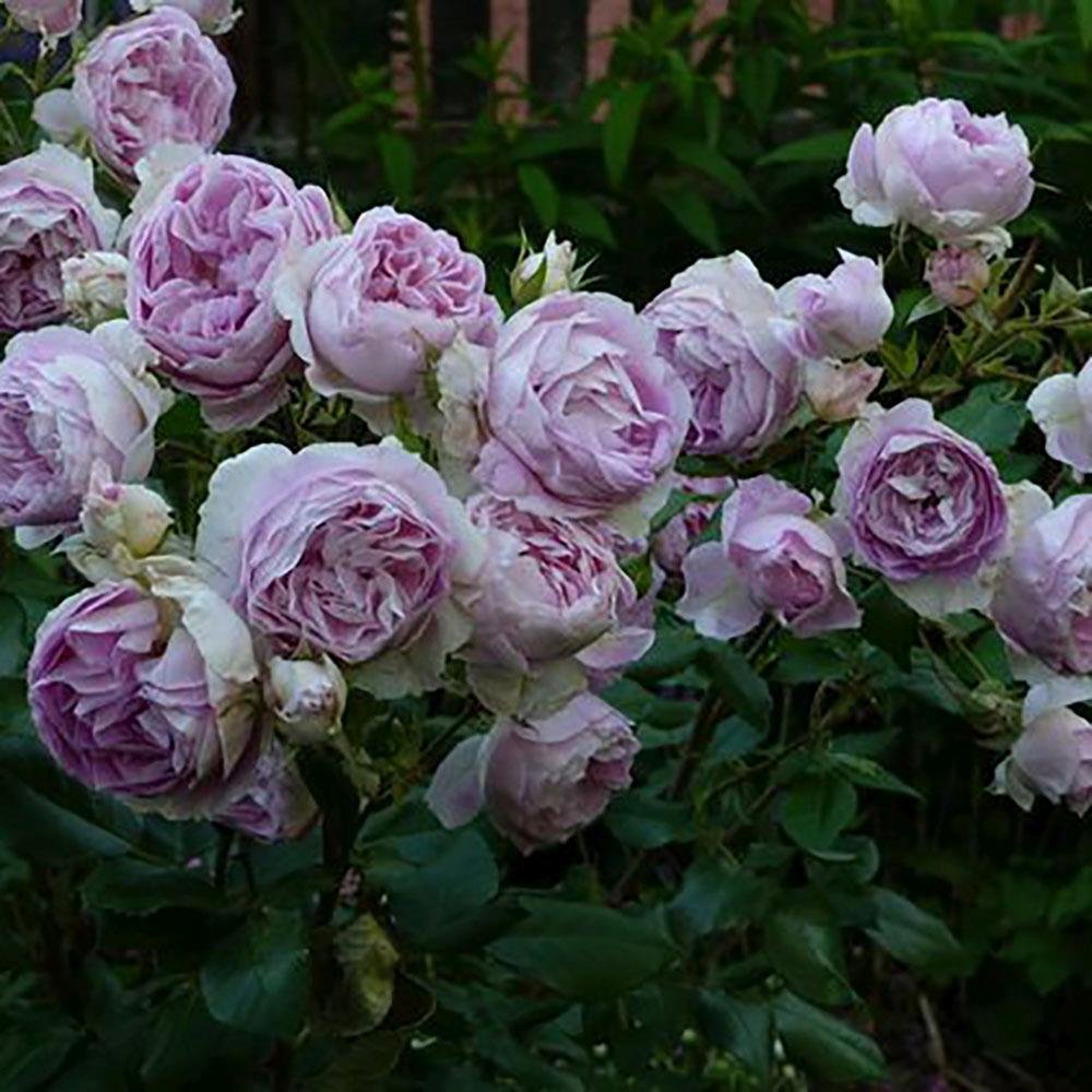 Trandafir Tufa liliachiu-albastru Saphir, parfum intens - VERDENA-livrat in ghiveci plant-o-fix de 2 l