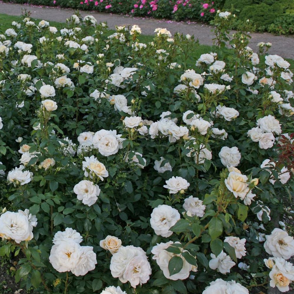 Trandafir Tufa alb-crem cais Lions-Rose,inflorire repetata