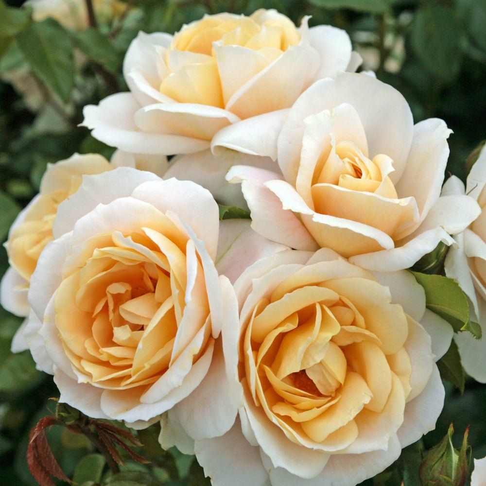 Trandafir Tufa alb-crem cais Lions-Rose,inflorire repetata