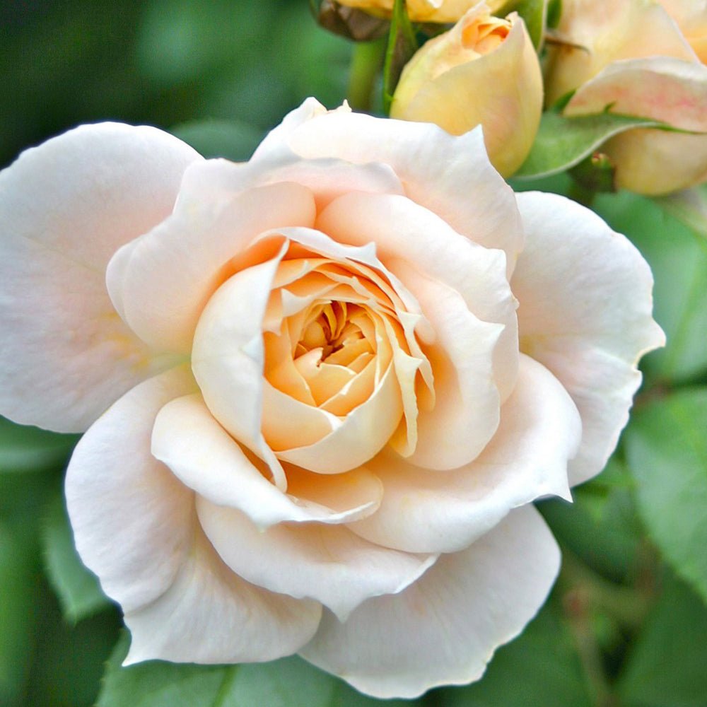 Trandafir Tufa alb-crem cais Lions-Rose,inflorire repetata