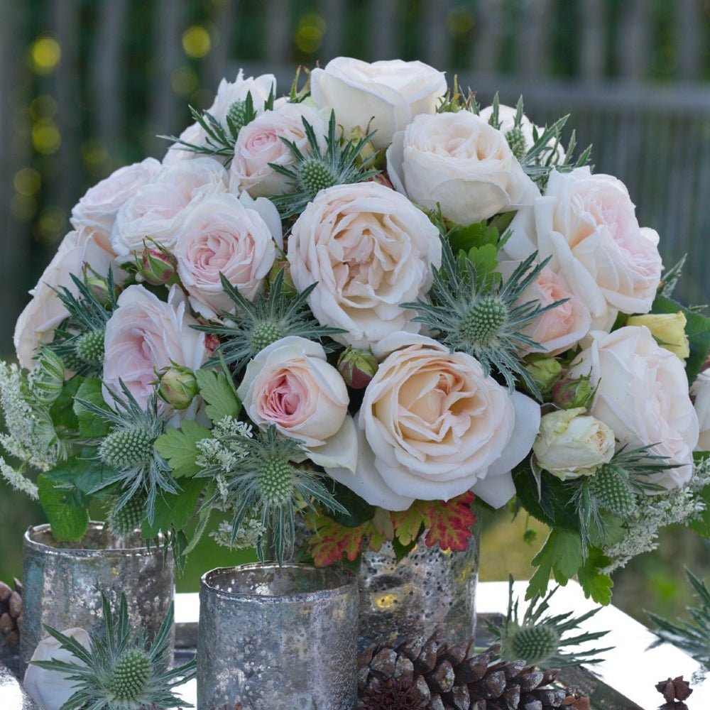 Trandafir Tufa crem-cais Madame Anisette, parfum intens