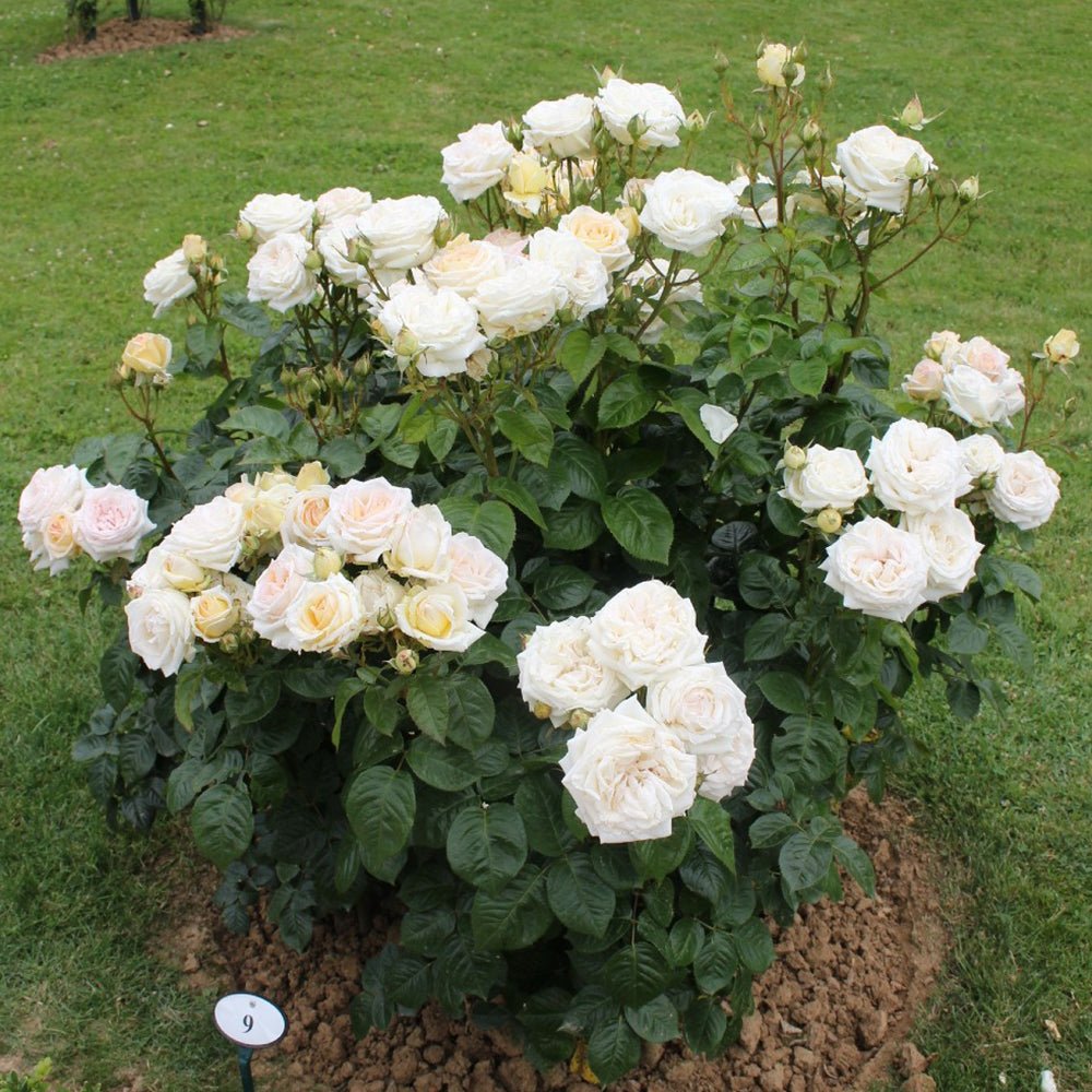 Trandafir Tufa crem-cais Madame Anisette, parfum intens