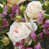 Trandafir Tufa Madame Anisette - VERDENA-livrat in ghiveci plant-o-fix de 2L