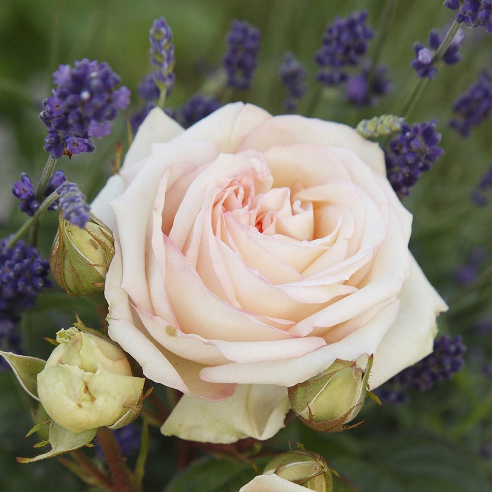 Trandafir Tufa crem-cais Madame Anisette, parfum intens