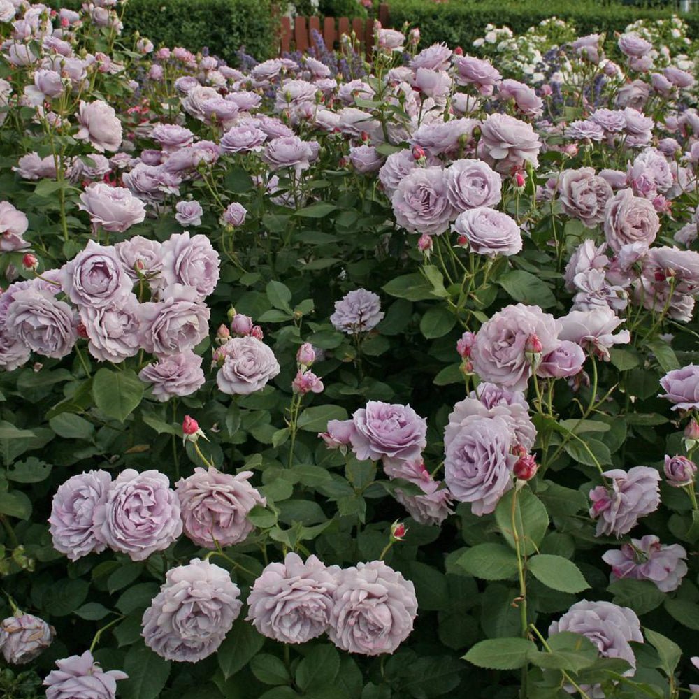 Trandafir Tufa lila-albastru Novalis, inflorire repetata